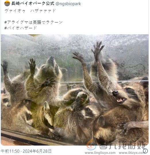 长崎动物园发浣熊惊悚图片 生化危机官方惊呼太像了(图2)